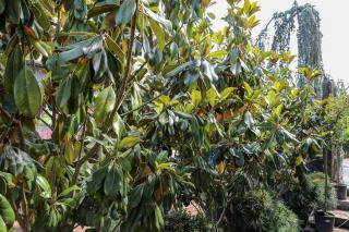 MAGNOLIA GRANDIFLORA ´GALLISSONIENSIS´, Clt. 10