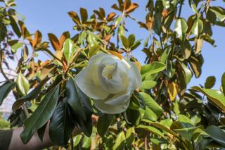 MAGNOLIA GRANDIFLORA ´GALLISSONIENSIS´, CLT. 55, 12-14, vysokokmeň