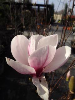 MAGNOLIA SOULANGEANA, Clt.18, 1/2 kmeň