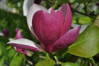 MAGNOLIA ´VULCAN´, Clt.9