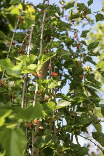 MORUS ALBA ´GIANT FRUIT´, Clt. 15, 1/2 kmeň