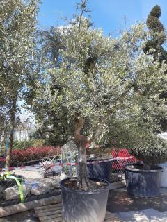 OLEA EUROPAEA - 230 l