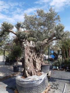 OLEA EUROPAEA