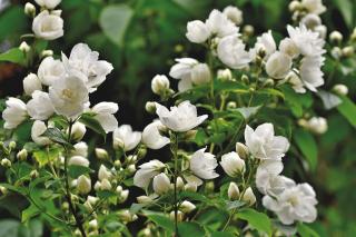 PHILADELPHUS ‘SNOWBELLE‘