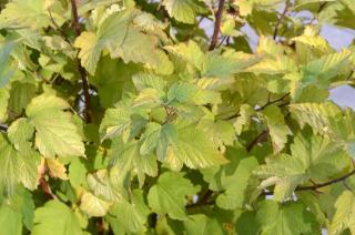 PHYSOCARPUS OPULIFOLIUS ´DART`S GOLD´, C3, 40/60