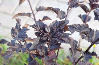 PHYSOCARPUS OPULIFOLIUS ´DIABOLO´