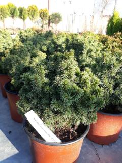 PICEA GLAUCA ´ALBERTA GLOBE´ 15/20