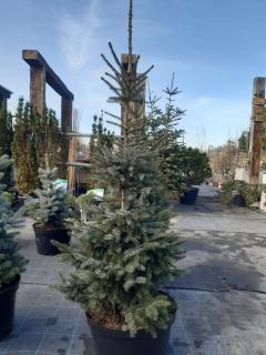 PICEA OMORICA 100/125