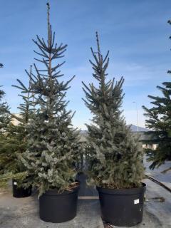 PICEA OMORICA 150/175