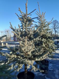 PICEA PUNGENS 125/150