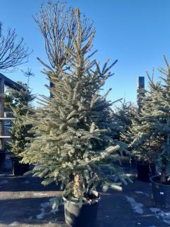 PICEA PUNGENS 175/200