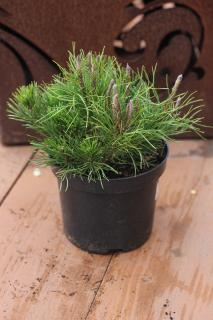 PINUS MUGO ´PUMILIO´, C2, 15-20