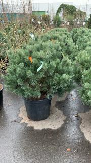 PINUS SYL. WATERERI, 60-80