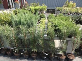 PINUS SYLVESTRIS, 80/100