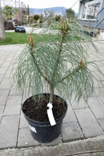 PINUS WALLICHIANA, K3