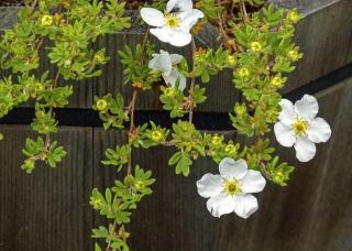 POTENTILLA FRUTICOSA ´ABBOTSWOOD´, Clt.3