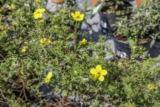 POTENTILLA FRUTICOSA ´KOBOLD´, Clt.3