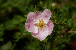 POTENTILLA FRUTICOSA ´LOVELY PINK´, Clt.3