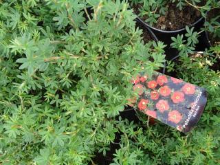 POTENTILLA FRUTICOSA ´RED ACE´, Clt.3