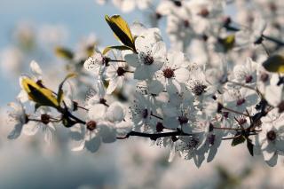 PRUNUS FRUTICOSA ´GLOBOSA´, 8-10, vysokokmeň