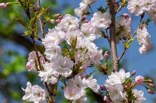 PRUNUS SERRULATA ´AMANOGAWA´, Clt. 18, 125-150