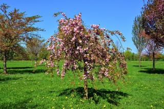 PRUNUS SERRULATA ´KIKU-SHIDARE´, Clt. 25, 8-10, vysokokmeň