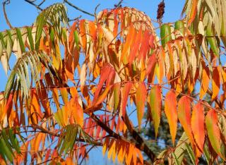 RHUS TYPHINA ´TIGER EYES´, Clt. 12