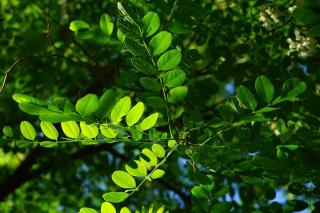 ROBINIA PSEUDOACACIA ´UMBRACULIFERA´, Clt. 25, 8-10, 1/2 kmeň