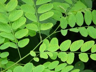 ROBINIA PSEUDOACACIA ´UMBRACULIFERA´ Clt. 30, 8-10, vysokokmeň