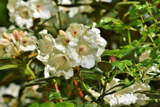 RODODENDRON ´CUNNINGHAM´S WHITE´, 30-40