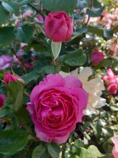 Ruža v 2 l kvetináči - prémium gold