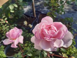 Ruža v 2 l kvetináči - prémium silver