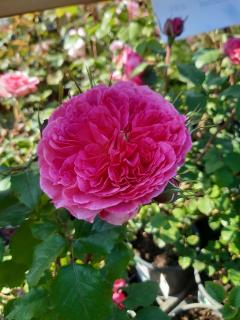Ruža v 2 l kvetináči - štandard