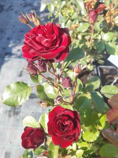 Ruža v 3 l kvetináči - prémium silver- DALLI DALLI