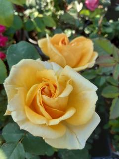 Ruža v 3 l kvetináči - prémium silver - VENUSIC