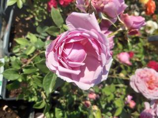 Ruža v 3 l kvetináči - štandard - FLUFFY RUFFLES