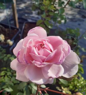 Ruža v 6 l kvetináči - prémium bronze - EDEN ROSE
