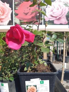 Ruža v 6 l kvetináči - prémium silver - LUCIA NISTLER