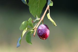 Slivka voľnokorenná - PRUNTOP