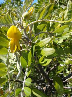 SOPHORA JAPONICA ´PENDULA´, Clt. 20, 10-12, 1/2 kmeň