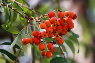 SORBUS AUCUPARIA, Clt. 18, 6-8, vysokokmeň