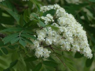 SORBUS DOMESTICA, Clt. 20, 8-10, 1/2 kmeň