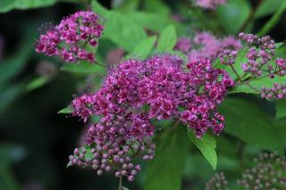 SPIRAEA JAPONICA ´ANTHONY WATERER´, C1,5, 20/40