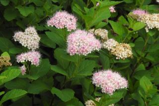 SPIRAEA JAPONICA ´GENPEI´, C1,5, 20/40