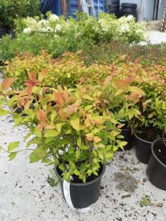 SPIRAEA JAPONICA ´GOLD FLAME´, C1,5, 20/40