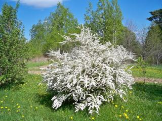 SPIRAEA X VANHOUTTEI, C2, 40/60