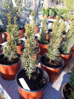 TAXUS X MEDIA ´HILLII´, C2, 40/60