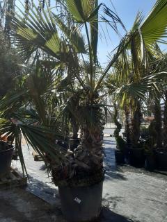 WASHINGTONIA ROBUSTA