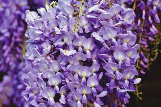 WISTERIA BRACHYBOTRYS ´YOKOHAMA FUJI´, 150-200, Clt. 3