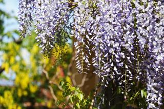 WISTERIA FLORIBUNDA ´MACROBOTRYS´, 150-200, Clt. 3